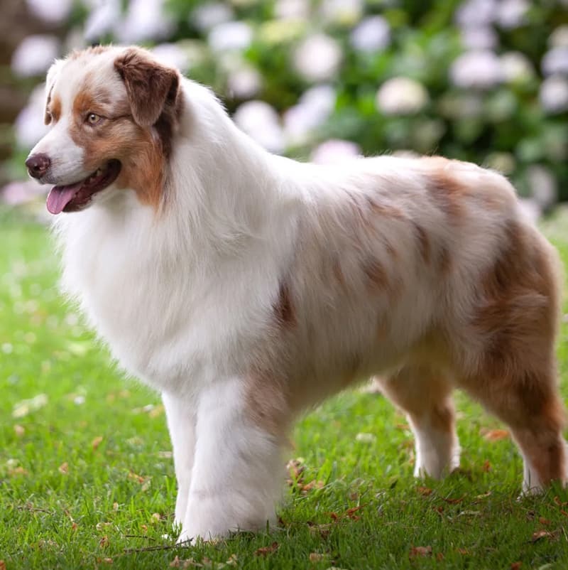 Australian Shepherd