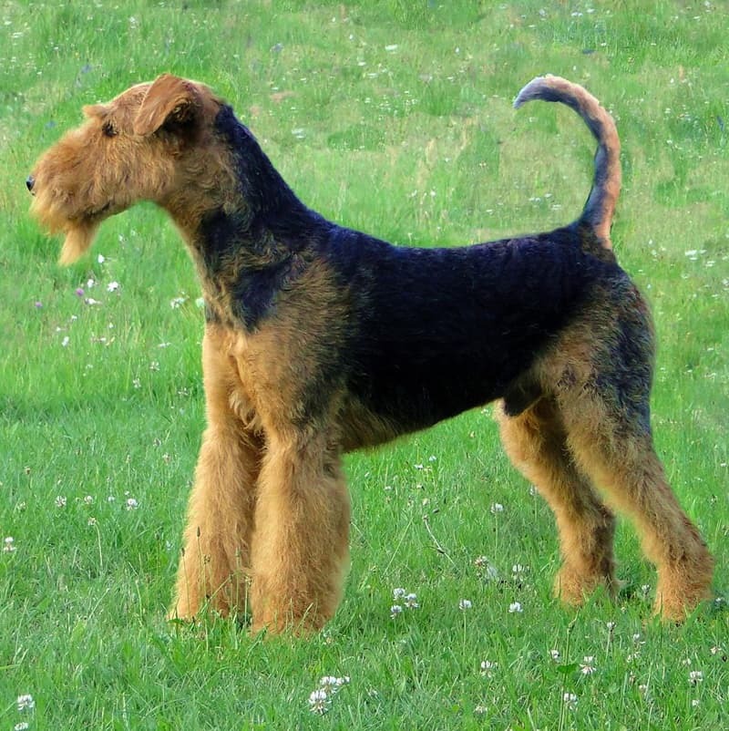 Airedale Terrier