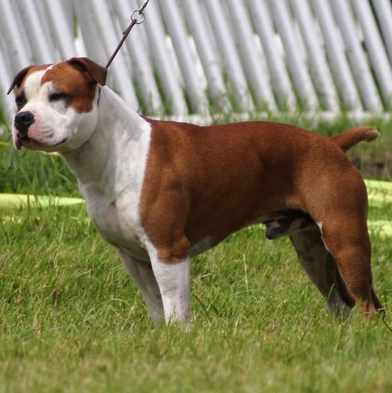 American Staffordshire