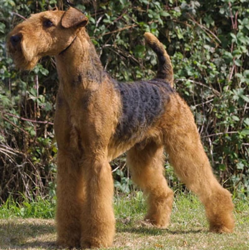 Airedale Terrier