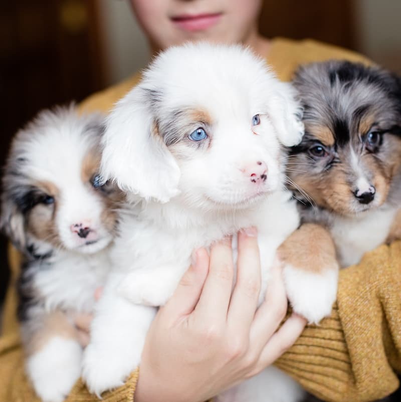 Australian Shepherd