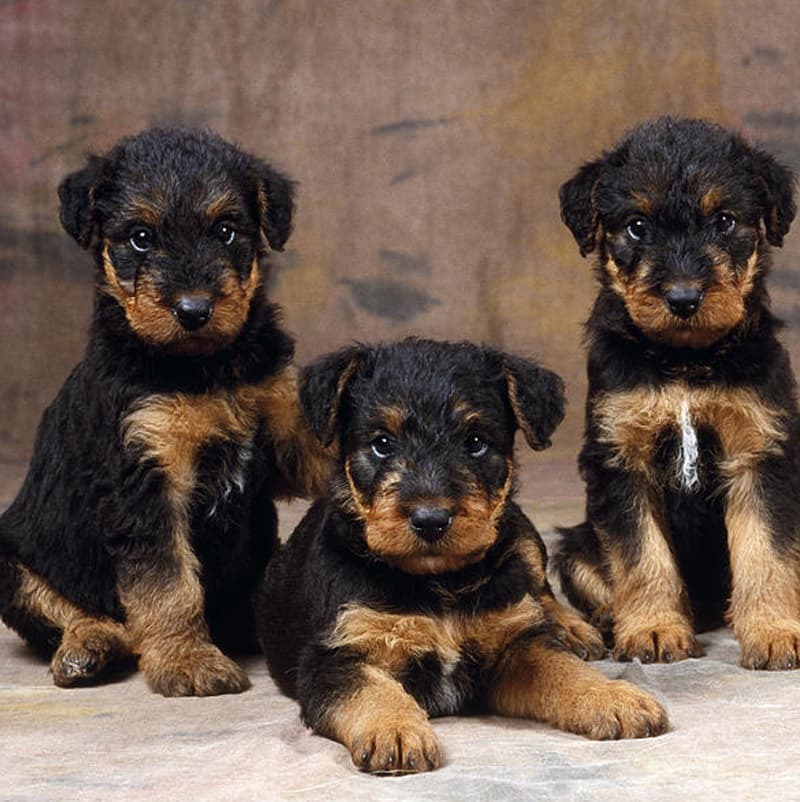 Airedale Terrier