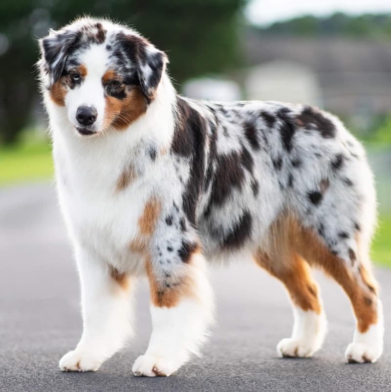 Australian Shepherd