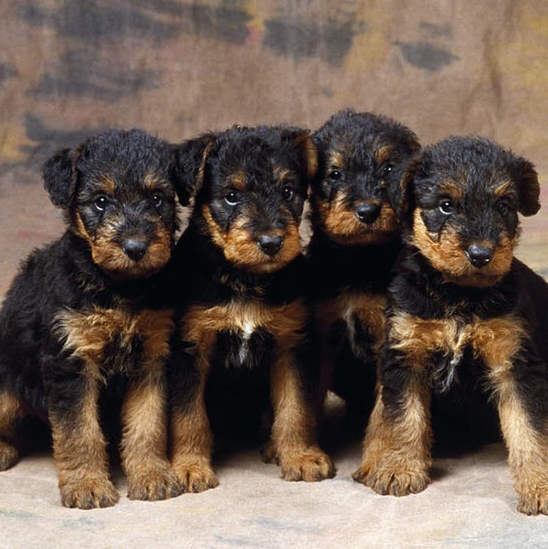 Airedale Terrier